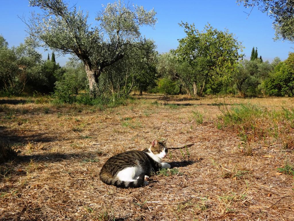 Les Olives Διαμέρισμα Uzès Εξωτερικό φωτογραφία